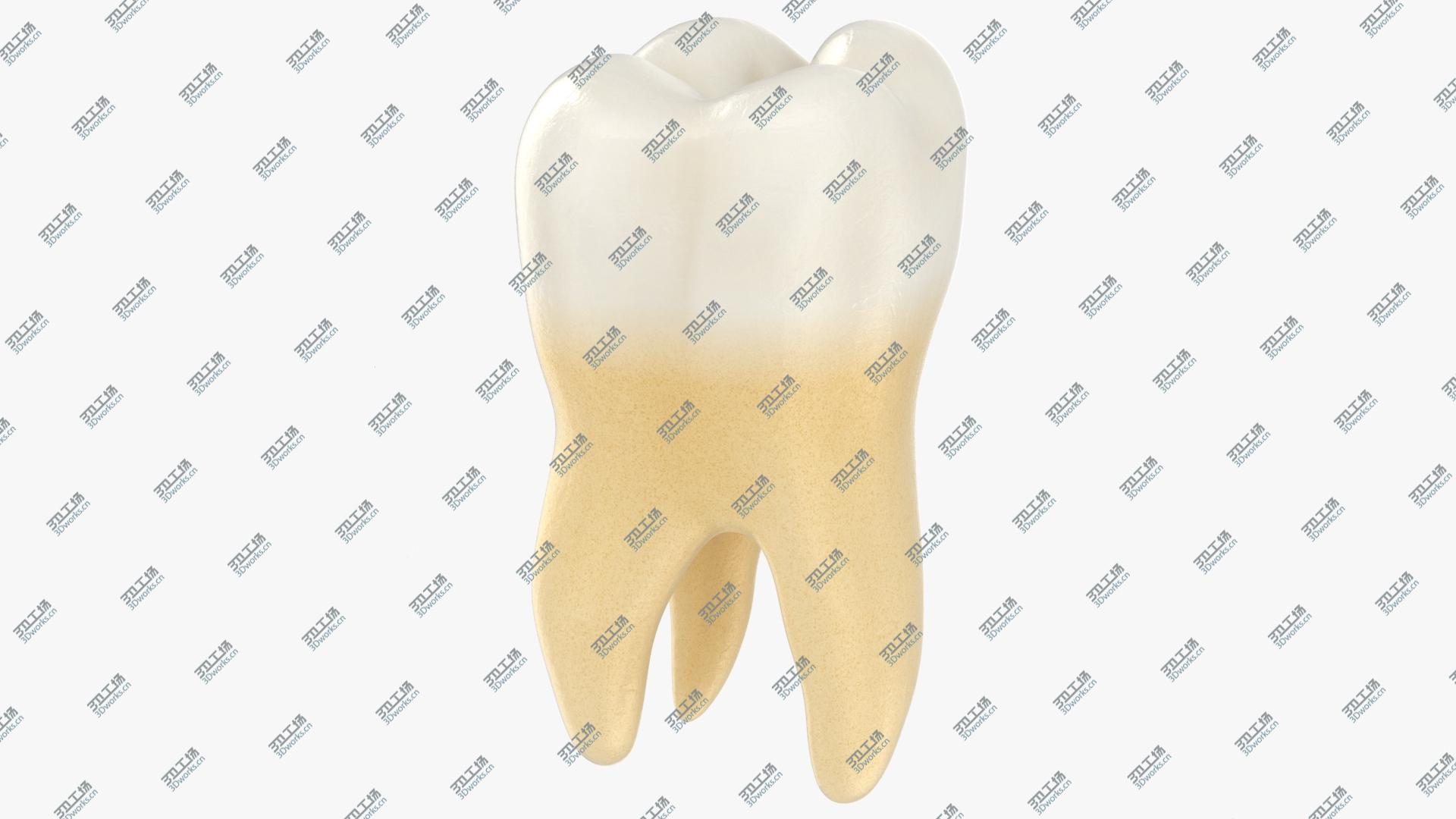 images/goods_img/202105073/Teeth Collection model/2.jpg